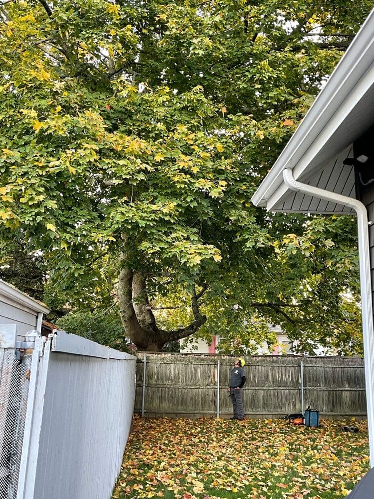 Mike's Professional Tree Service