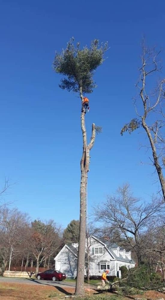 Sunday Climber Professional Tree Services