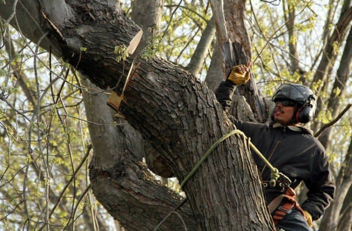 Monster Tree Service of Northern Rhode Island