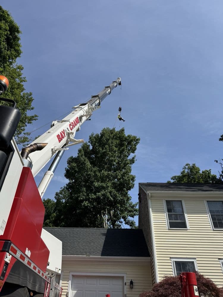 North Eastern Tree Service