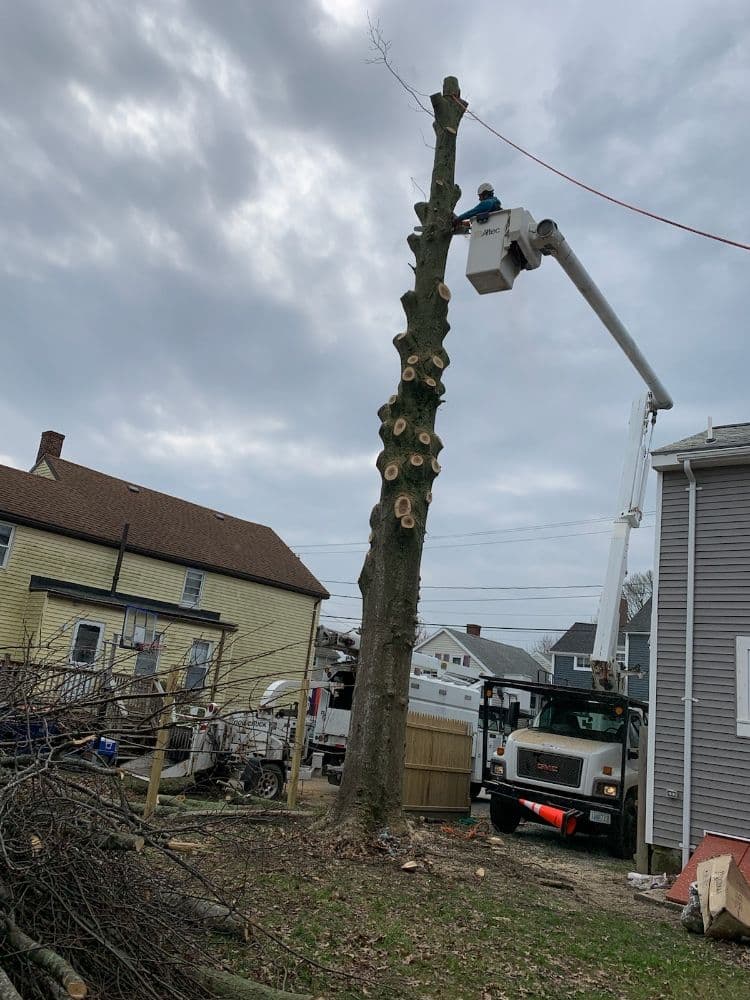 Best Way Tree Service
