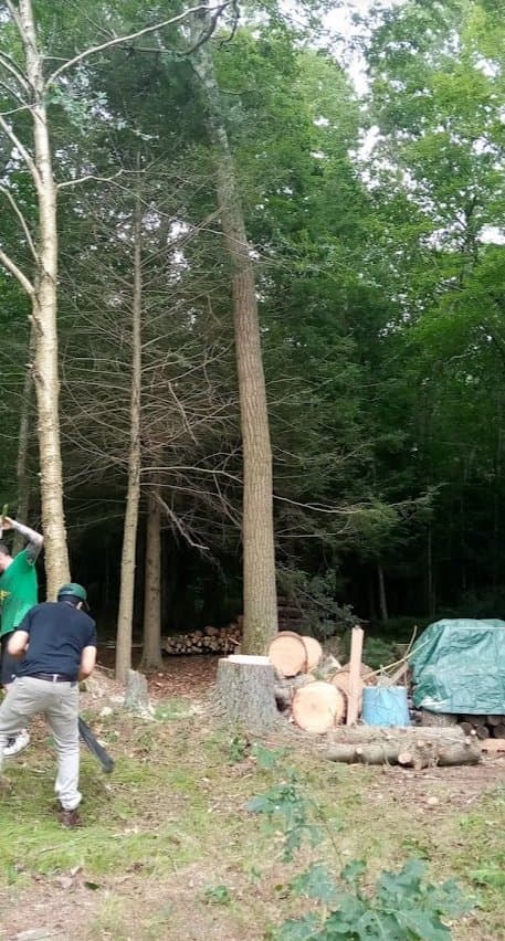 Deadwood Tree and Stump Service